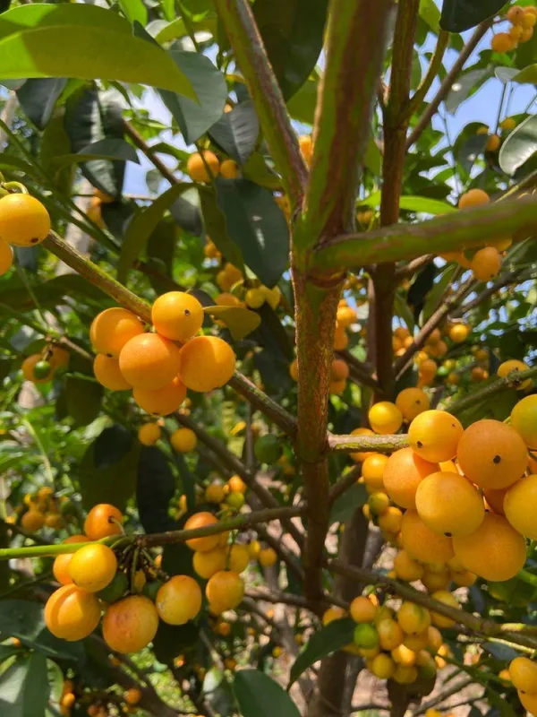 Gaint_Abiu_Fruit_Plant_(Pack_Of-1)