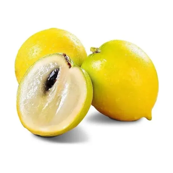 Gaint_Abiu_Fruit_Plant_(Pack_Of-1)