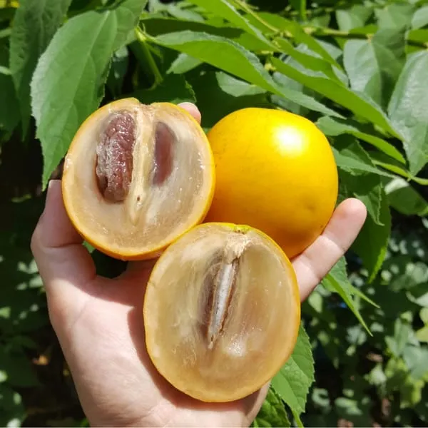 Gaint_Abiu_Fruit_Plant_(Pack_Of-1)