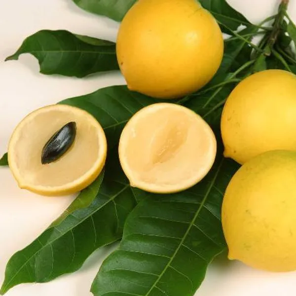 Gaint_Abiu_Fruit_Plant_(Pack_Of-1)