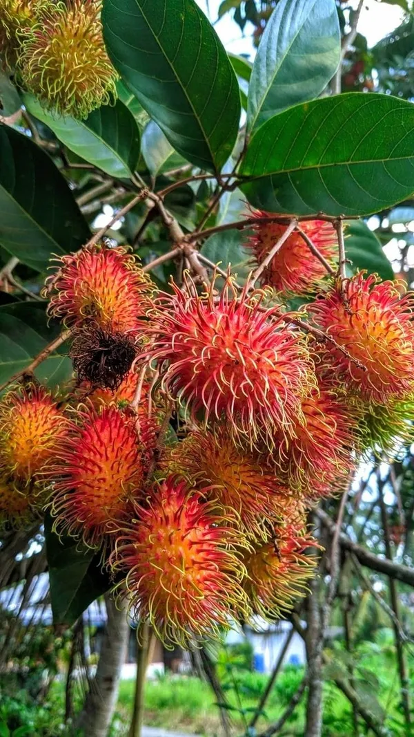 Hybrid_Rambutan_Grafting_Fruit_Plant_(Pack_Of-1)