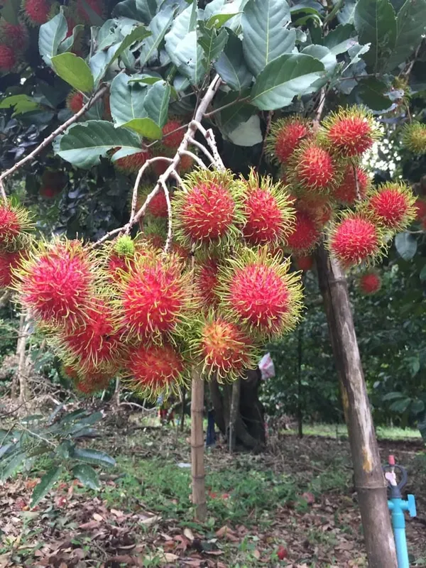 Hybrid_Rambutan_Grafting_Fruit_Plant_(Pack_Of-1)
