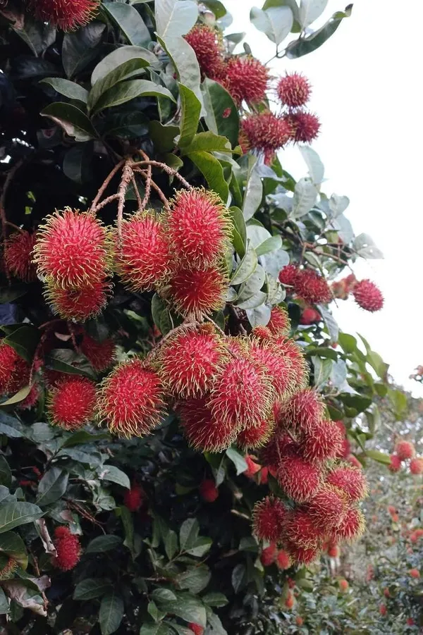 Hybrid_Rambutan_Grafting_Fruit_Plant_(Pack_Of-1)