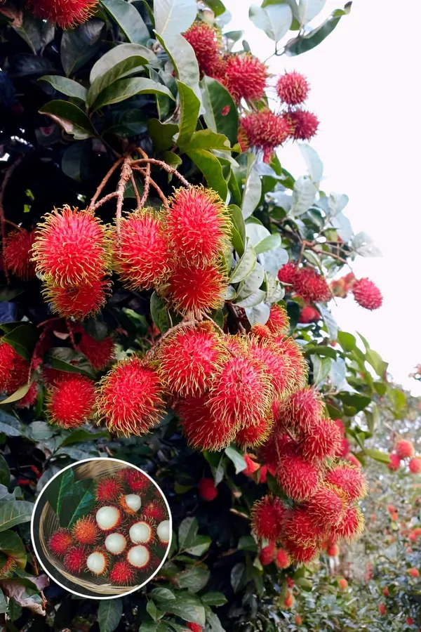 Hybrid_Rambutan_Grafting_Fruit_Plant_(Pack_Of-1)