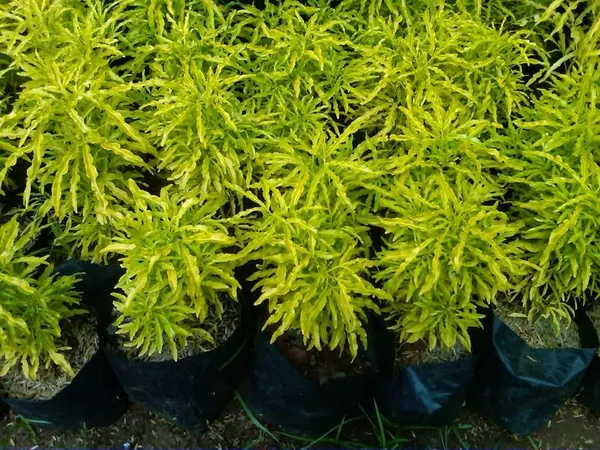 Golden_Aralia_Flower_Plant_(Pack_Of-1_)