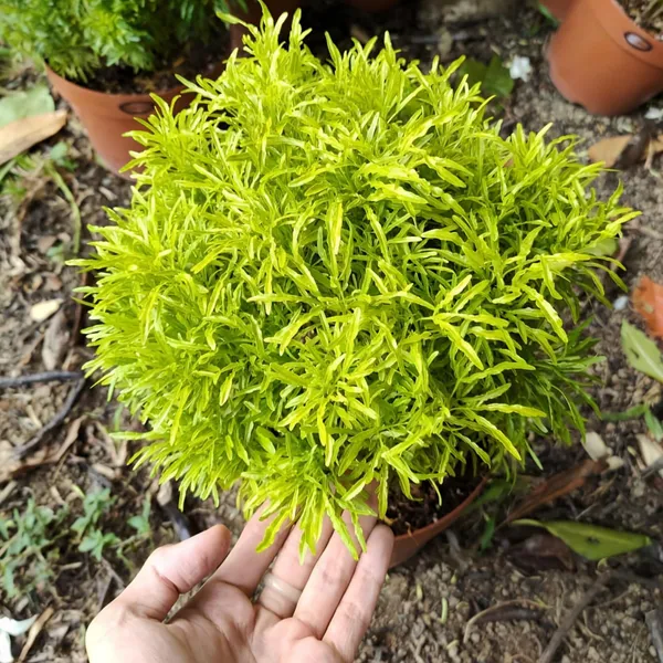 Golden_Aralia_Flower_Plant_(Pack_Of-1_)