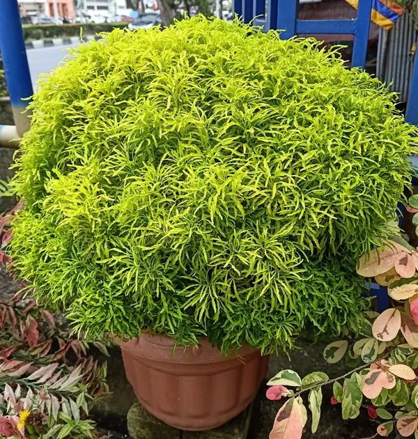 Golden_Aralia_Flower_Plant_(Pack_Of-1_)