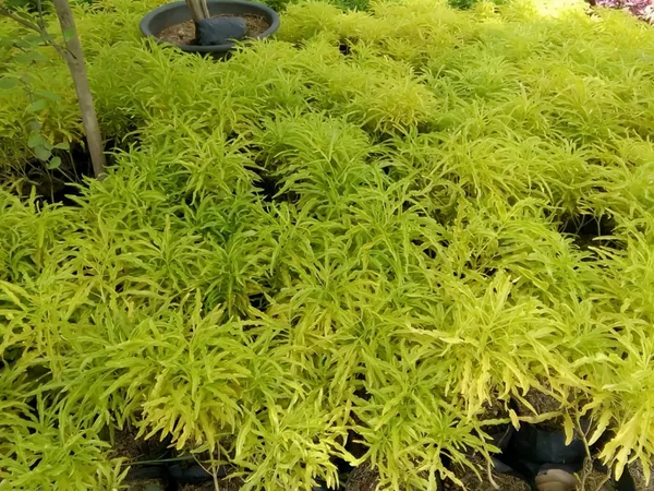 Golden_Aralia_Flower_Plant_(Pack_Of-1_)