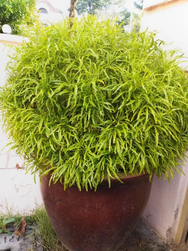 Golden_Aralia_Flower_Plant_(Pack_Of-1_)