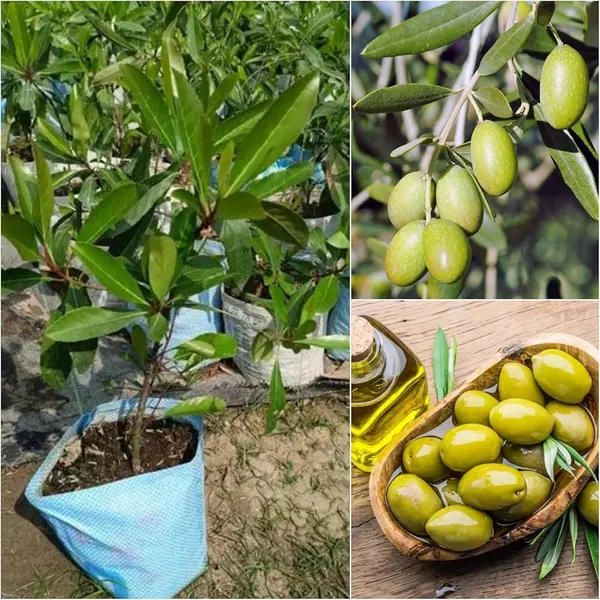 Indin_Variety_Olive_Plant_(Hybrid_&_Grafting)_Pack_Of-1