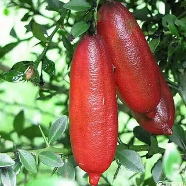 Red_Finger_Lemon_Fruit_Plant_(Hybrid_&_Grafting_)Pack_Of-1