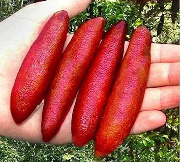 Red_Finger_Lemon_Fruit_Plant_(Hybrid_&_Grafting_)Pack_Of-1