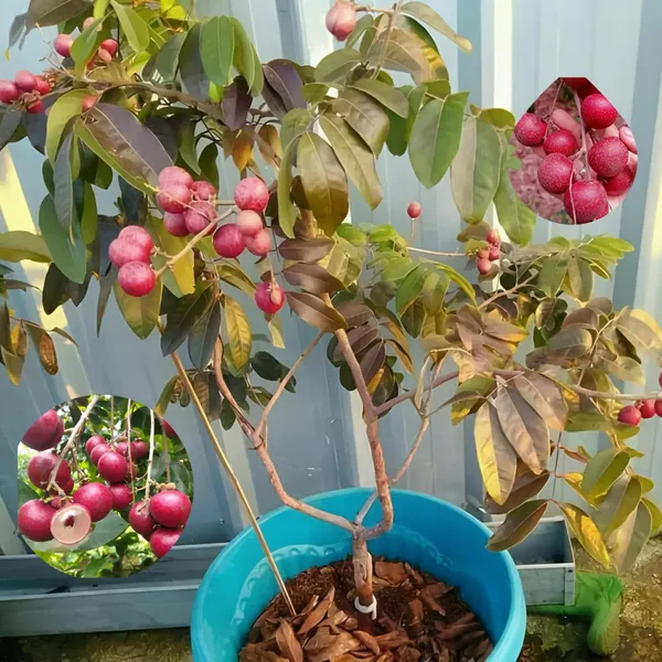 Hybrid_Rubi_Longon_Gown_Grafting_Fruit_Plant_(Pack_Of-1_)