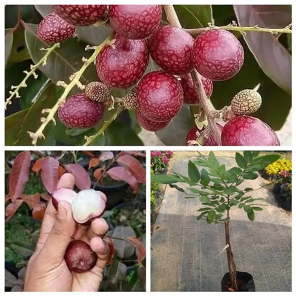 Hybrid_Rubi_Longon_Gown_Grafting_Fruit_Plant_(Pack_Of-1_)