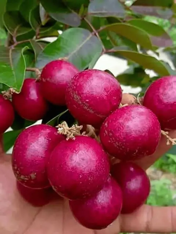 Hybrid_Rubi_Longon_Gown_Grafting_Fruit_Plant_(Pack_Of-1_)