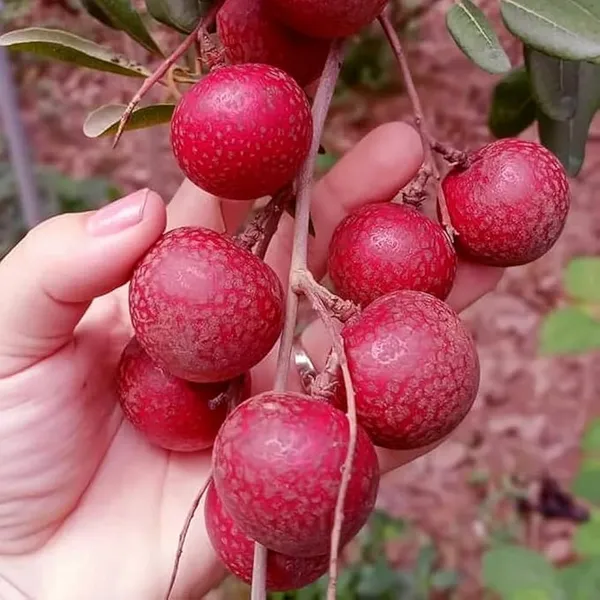 Hybrid_Rubi_Longon_Gown_Grafting_Fruit_Plant_(Pack_Of-1_)