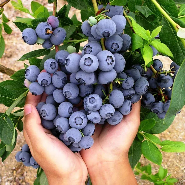 Hybrid_Blueberry_Fruit_Plant_(_Pack_Of-1_)
