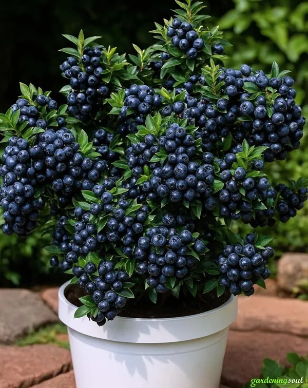 Hybrid_Blueberry_Fruit_Plant_(_Pack_Of-1_)