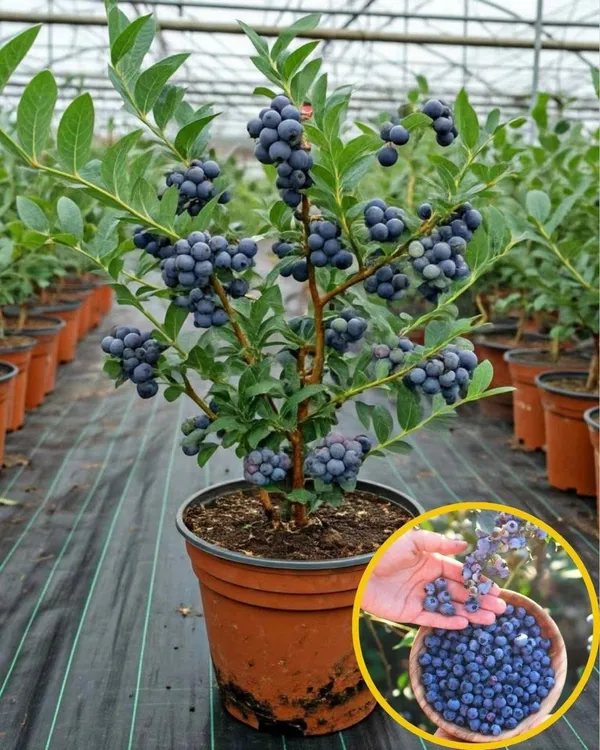 Hybrid_Blueberry_Fruit_Plant_(_Pack_Of-1_)