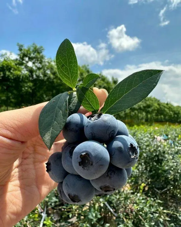 Hybrid_Blueberry_Fruit_Plant_(_Pack_Of-1_)