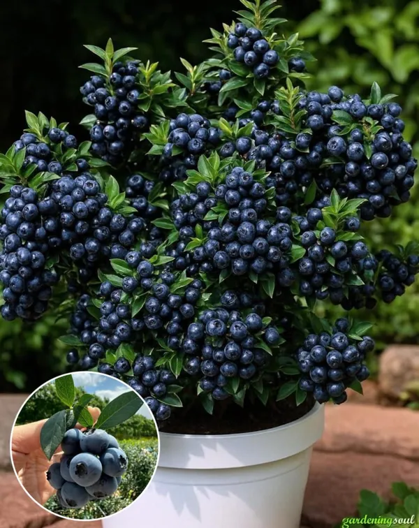 Hybrid_Blueberry_Fruit_Plant_(_Pack_Of-1_)