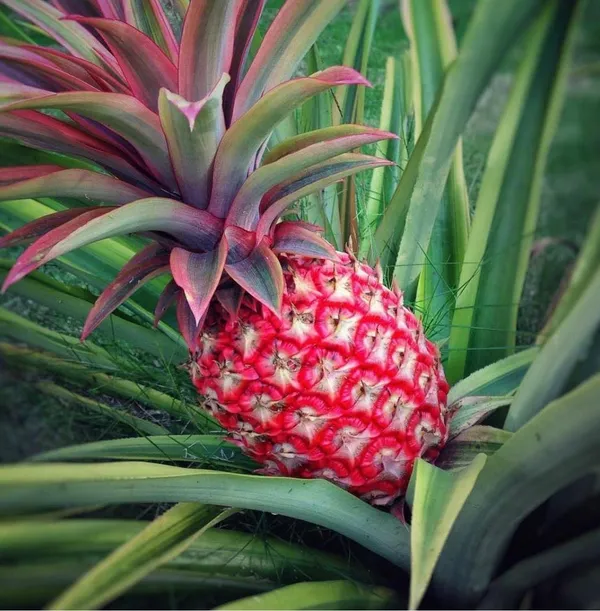 Hybrid_Red_Pineapple_Fruit_Plant_(Pack_Of-1)