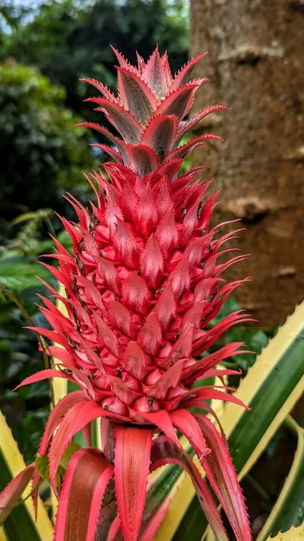 Hybrid_Red_Pineapple_Fruit_Plant_(Pack_Of-1)