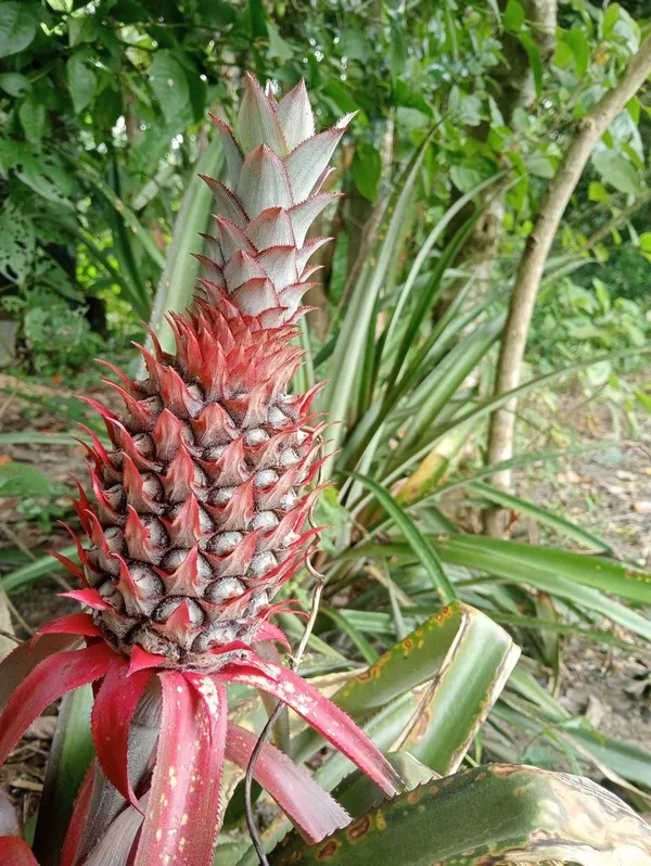 Hybrid_Red_Pineapple_Fruit_Plant_(Pack_Of-1)