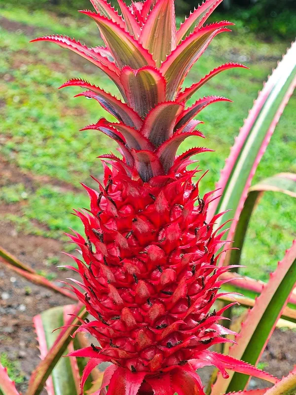 Hybrid_Red_Pineapple_Fruit_Plant_(Pack_Of-1)