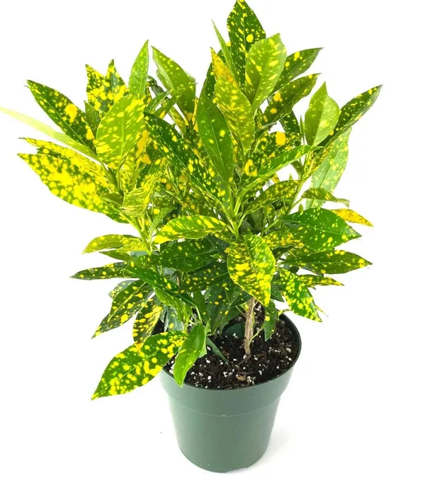 Gold_Dust_Croton_Plant_(Pack_Of-1_)