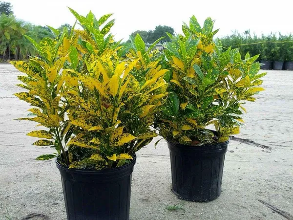 Gold_Dust_Croton_Plant_(Pack_Of-1_)