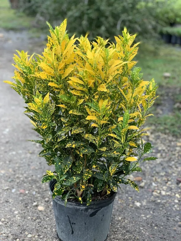 Gold_Dust_Croton_Plant_(Pack_Of-1_)