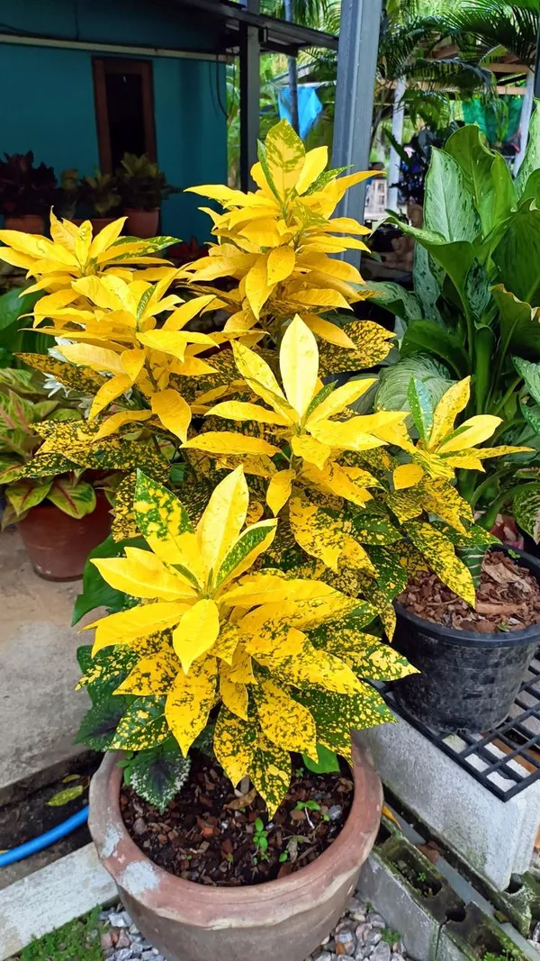 Gold_Dust_Croton_Plant_(Pack_Of-1_)