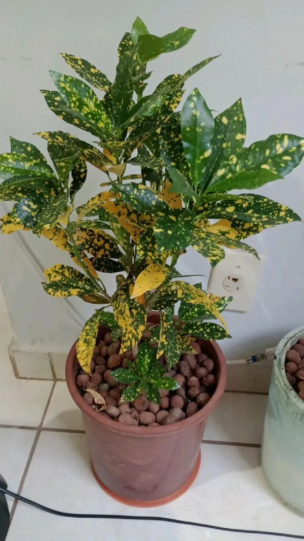 Gold_Dust_Croton_Plant_(Pack_Of-1_)