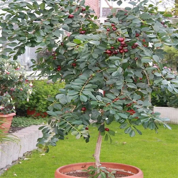 Hybrid_Strawberry_Guava_Grafting_Plant_(Pack_Of-1)
