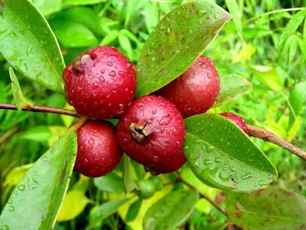 Hybrid_Strawberry_Guava_Grafting_Plant_(Pack_Of-1)