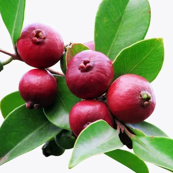 Hybrid_Strawberry_Guava_Grafting_Plant_(Pack_Of-1)