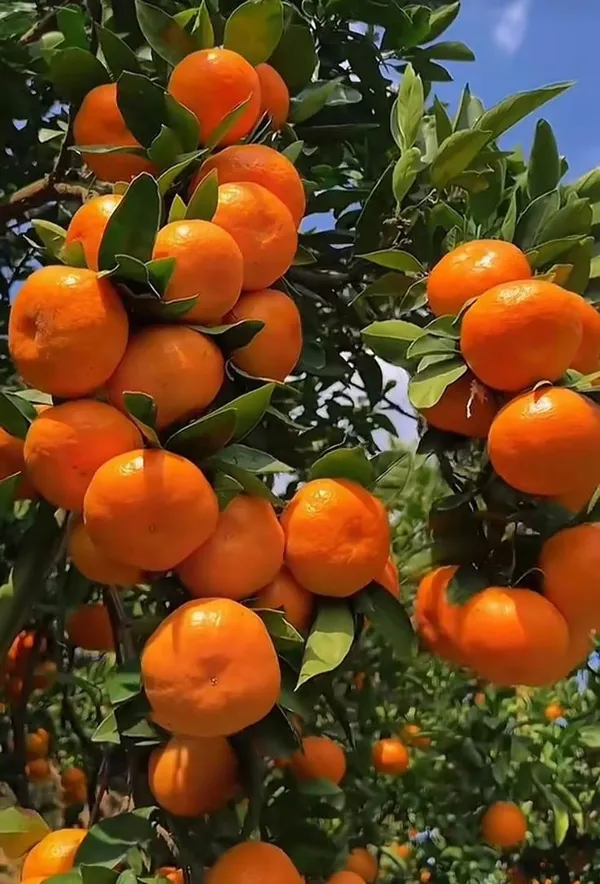 Hybrid_Chataki_Orange_🍊🍊🍊_Grafting_Fruit_Plant_(Pack_Of-1_)