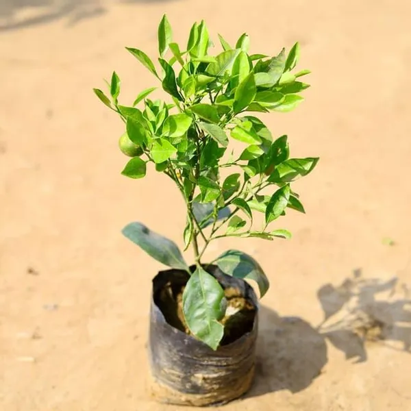 Hybrid_Chataki_Orange_🍊🍊🍊_Grafting_Fruit_Plant_(Pack_Of-1_)