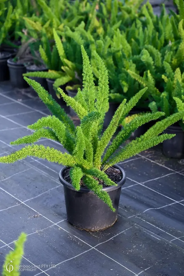 Hybrid_Asparagus_Plant_(Pack_Of-1_)
