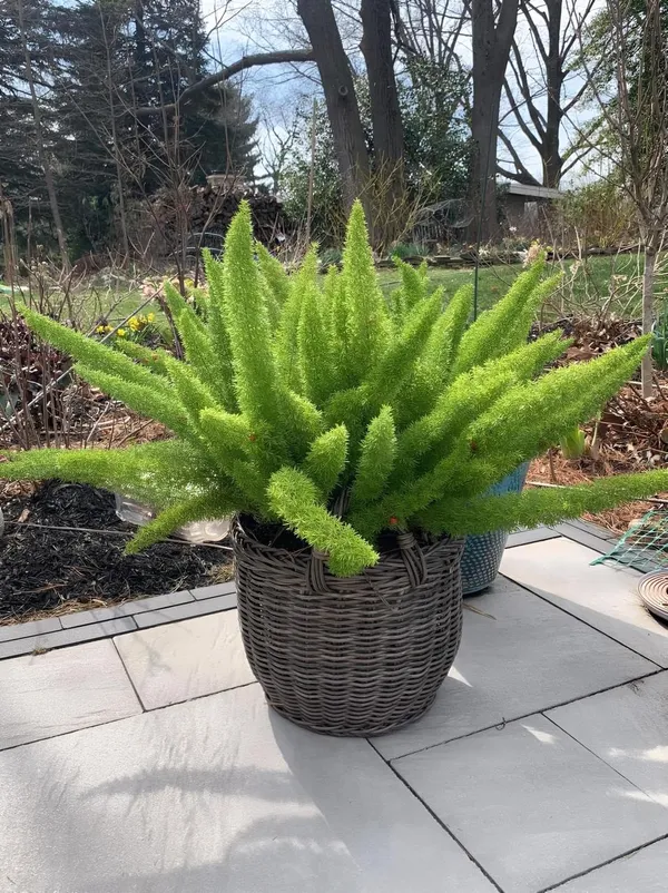 Hybrid_Asparagus_Plant_(Pack_Of-1_)