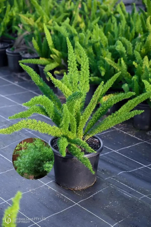 Hybrid_Asparagus_Plant_(Pack_Of-1_)
