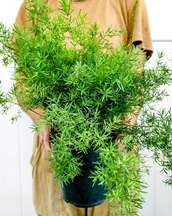 Hybrid_Asparagus_Plant_(Pack_Of-1_)