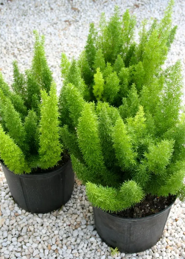 Hybrid_Asparagus_Plant_(Pack_Of-1_)