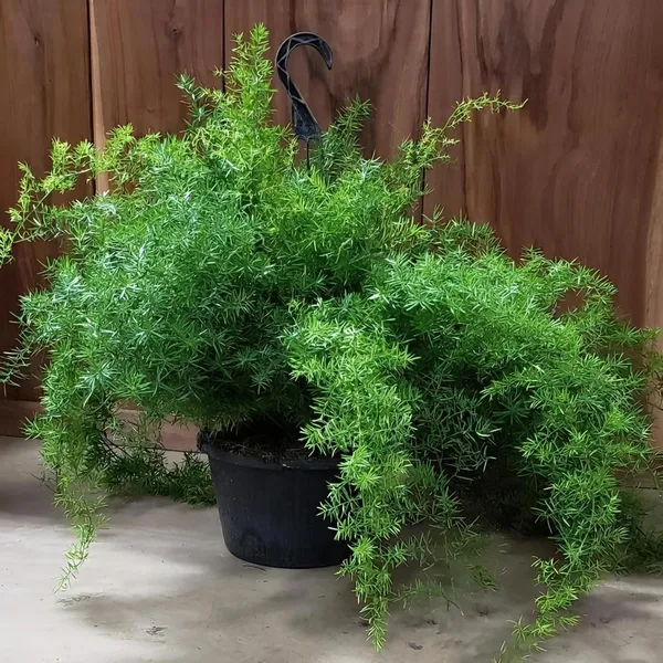 Hybrid_Asparagus_Plant_(Pack_Of-1_)
