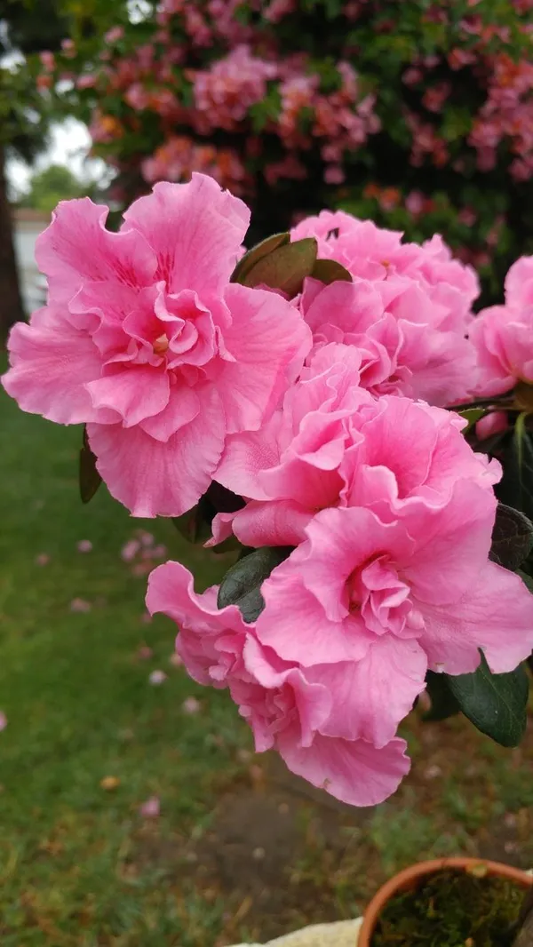Hybrid_Azalea_Pink_🌷🌷🌷_Flower_Plant_(Pack_Of-1_)