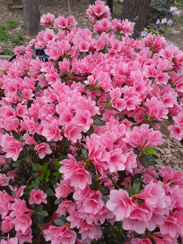 Hybrid_Azalea_Pink_🌷🌷🌷_Flower_Plant_(Pack_Of-1_)