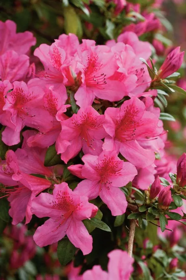 Hybrid_Azalea_Pink_🌷🌷🌷_Flower_Plant_(Pack_Of-1_)