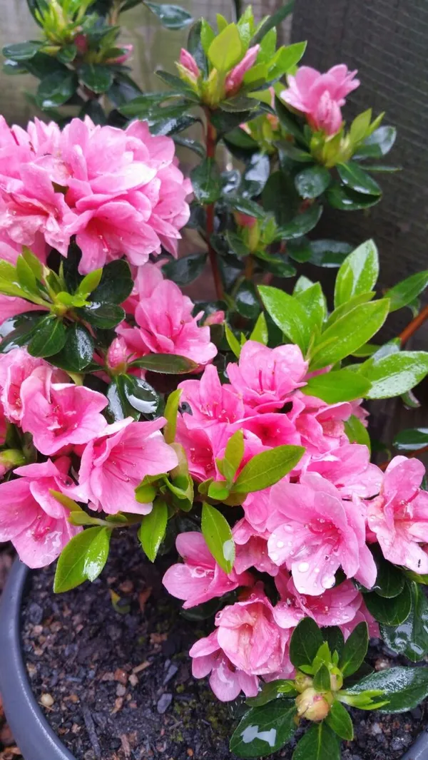 Hybrid_Azalea_Pink_🌷🌷🌷_Flower_Plant_(Pack_Of-1_)