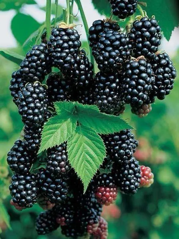 Hybrid_Blackberry_Fruit_Plant_(Pack_Of-1_)